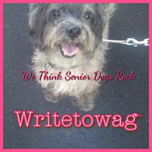 All Things Cairn / Proud Cairn Terrier owner of Trevor / We bark and blog about it / Trevor's motto is: Bark Less, Wag More / http://t.co/pKXT0ll6TM