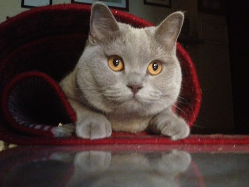 Veroccata's profile picture. 