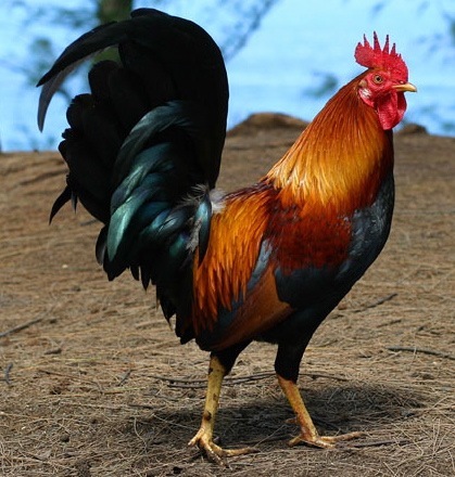 Outlaw Gamecock in Pickens County
