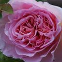 Hans-Peter Petry - @HPPetry - Twitter