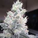 Ben Cookson - @bennyc26 - Twitter