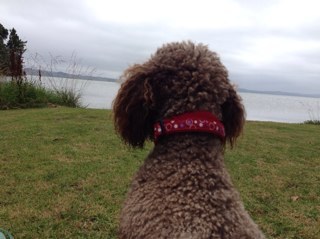 CescaCesca2's profile picture. Just watching from the sidelines