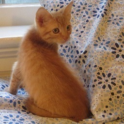 le_pamplemoose's profile picture. 