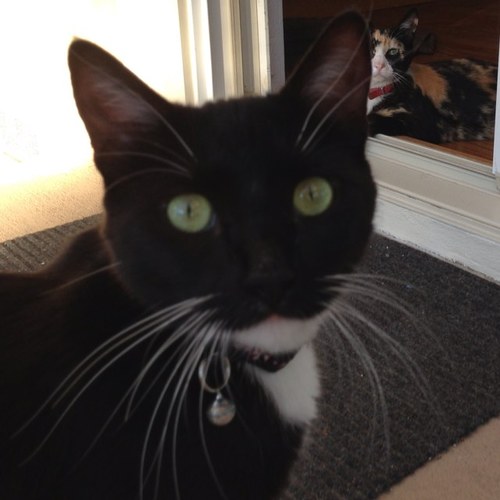 Dashidelic55k's profile picture. Yes, thats my name. I'm a most extraordinary tuxedo cat. Action packed and handsome like James Bond. Even cooler than cool, ice cold, like Andre 3k.