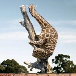Hilarious gifs and pictures of animals being jerks!