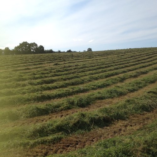 THETANGLER's profile picture. 