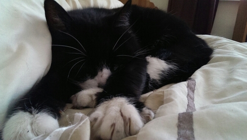Meow!