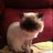 HawaiiMisty's profile image
