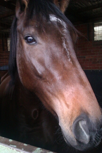 DeanoWolf's profile picture. 