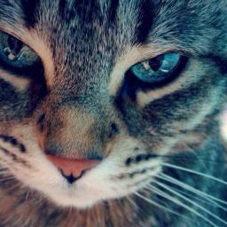 _Kid_Darkness_'s profile picture. La vida es mucho más que observar cómo la viven los demás. Mis mejores amigos son los libros. El mundo es mi lienzo y mis pensamientos mis óleos.