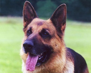 Offering Dog Training In The Dfw Area Obedience Or Protection http://t.co/UQ5vHoYlKV Visit Us