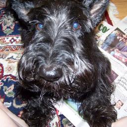 i mostly tweet about food, pooping and peeing--you know, the important stuff.