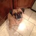 Tugger Doo (@puggletugger) Twitter profile photo
