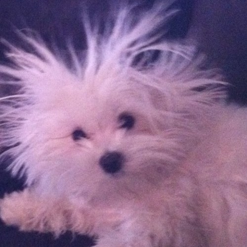 Cherrietree72's profile picture. 