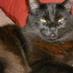 Kristin M.H. Nelson (@kristineedscats) Twitter profile photo