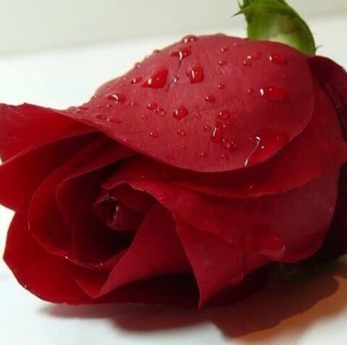أستغفرالله الذي لاإله إلاهو الحي القيوم وأتوب إليه .. ١٠٠مره