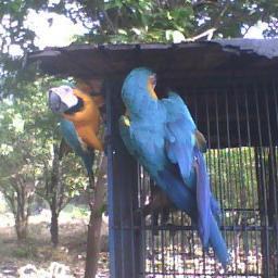 Las guacamayas son de un zoológico. El enemigo es maduro, no Guaidó, MCM, etc. Soy médico,  no médicA, de lenguaje inclusivo solo tolero millonAs, no sé por qué