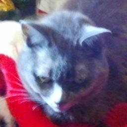 I love lying next to the radiator in winter and next to the air conditioner in summer, just like my human companions!