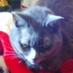 Betty B😺😺p (@bettyboopful) Twitter profile photo Betty B😺😺p (@bettyboopful) Twitter profile photo