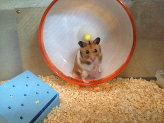 ハムスター５匹の親です
