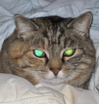 allenwpw's profile picture. I'm a Physics teacher & nerd who is owned by two cats, the highest lifeform in the known universe.