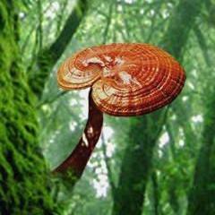 Si desea proteger su salud ingiriendo suplementos elaborados con Reishi y otros productos naturales y orgánicos, contáctenos a: ganosalud@outlook.com.pe