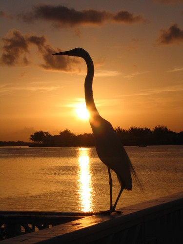 jolarbu's profile picture. 