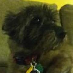 X0Ziggy0X's profile picture. im a dog.