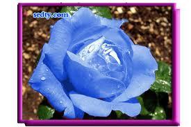 الزهرة الزرقاء Hasbyraby67 Twitter