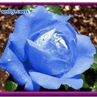 الزهرة الزرقاء Hasbyraby67 Twitter