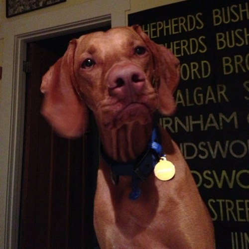 I am George 'Fish' Driver, Oliver Driver's new Dog. Woof.