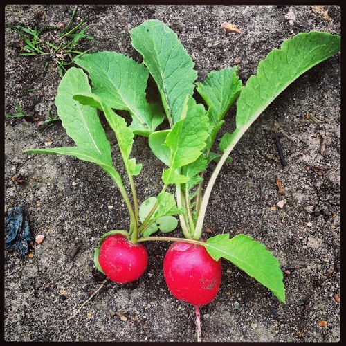 veg_plot's profile picture. A window into the weird and wonderful world of owning an allotment.