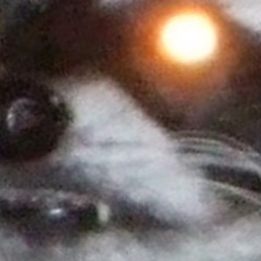 chirolog's profile picture. MTB Geek who blog!