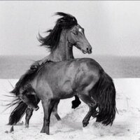 atmerkez (@atmerkez) 's Twitter Profile