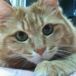 さいたま市見沼区在住。家族は、夫、娘、猫（雌・１０歳）。帰宅すると飛び出してきて出迎えてくれる猫に癒されています。