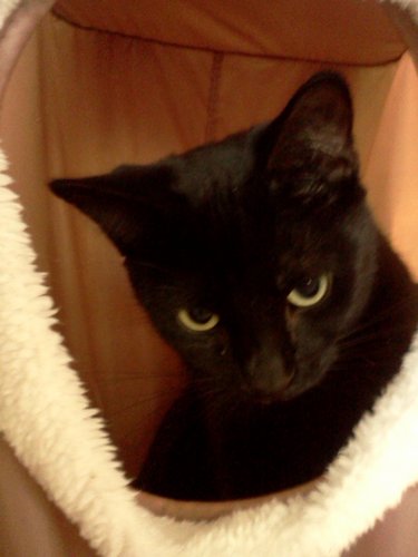 AlagiaSa's profile picture. Loves Jesus ...relationship not religion .Daughter.   .. Kitty cats Good TV.  Green smoothies  raw food.  reading and learning about people..irony enthusiast