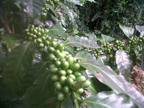 Gringa coffee farmer in the Atitlan zone of Guatemala.  Interested in quality and sustainability.