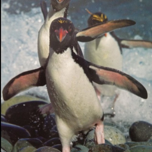 Rumble_21's profile picture. Retired career civil servant. Like playing and watching ice hockey, cycling and dog walking. Support Colorado Avalanche. Tweets are my own.