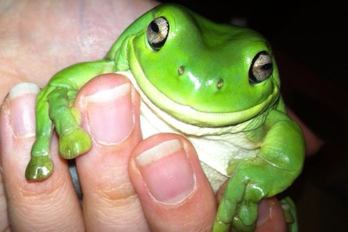 Australian Green Tree Frogs - Jens, & Voigt White-lipped Tree Frogs - Round Frog & Long Frog 🐸🐸🐸🐸 2024 Calendar available now!⬇️