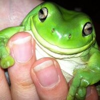 Sticky Frogs(@stickyfrogs) 's Twitter Profile Photo
