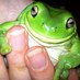 Sticky Frogs (@stickyfrogs) Twitter profile photo