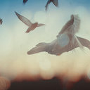 مَلآئكيّہ -̅ (@0550_S) Twitter