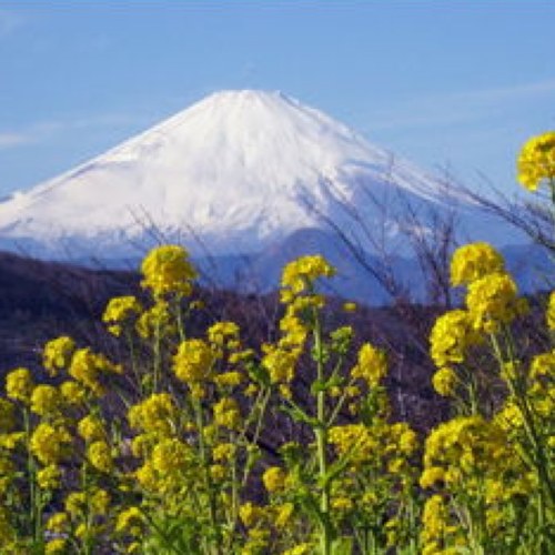 神奈川県中郡二宮町のあるあるを自動で呟きます。一日に2.3回の更新です。追加がや要望がありましたらリプライにてお願いします。