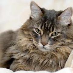 jhonsyahrul1's profile picture. 