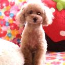トントンtonton (@0702Tontontomi) Twitter