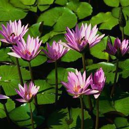 diianbawell1's profile picture. 