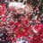 Adrose83's profile image