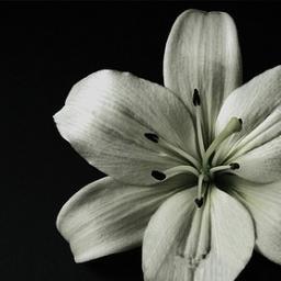 SusannaSalama's profile picture. Visual Artist Susanna Salama lives and works in Porvoo.