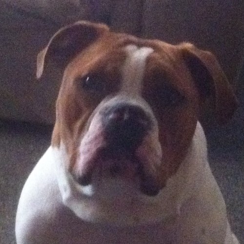 YourBigDawg's profile picture. 