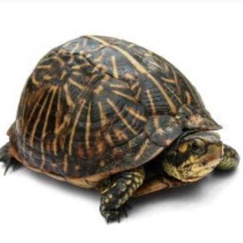 i'm a fucking turtle